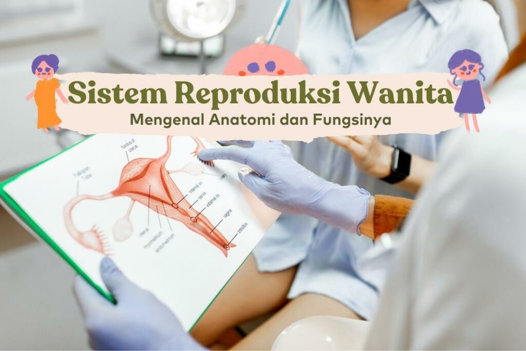 Sistem Reproduksi Wanita Anatomi Fungsinya Bocah Indonesia